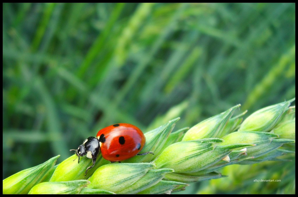 ladybug photo - Ladybugs Photo (34823489) - Fanpop