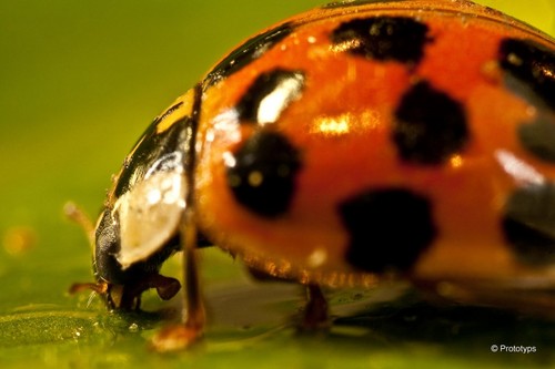  ladybug foto