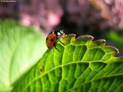  ladybug 写真