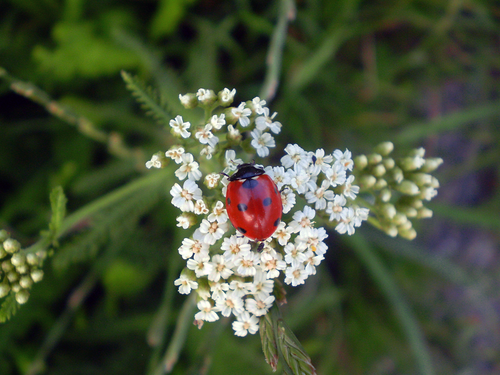  ladybug 照片