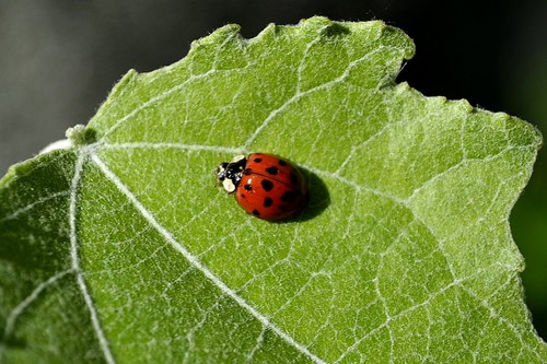  ladybug bức ảnh