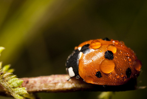  ladybug দেওয়াল