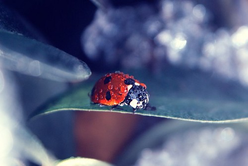  ladybugs