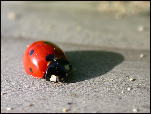  lucky_ladybug