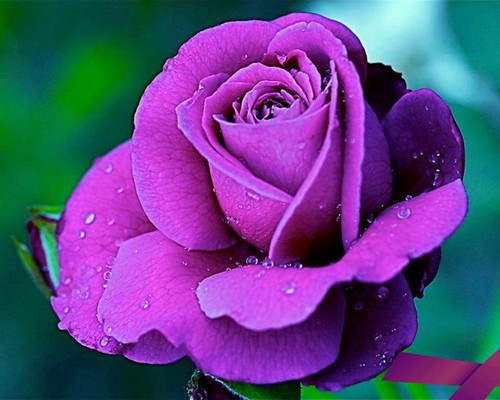  розовый rose <3
