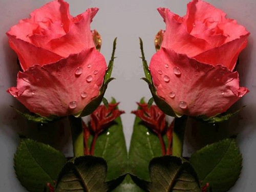  گلابی rosebuds