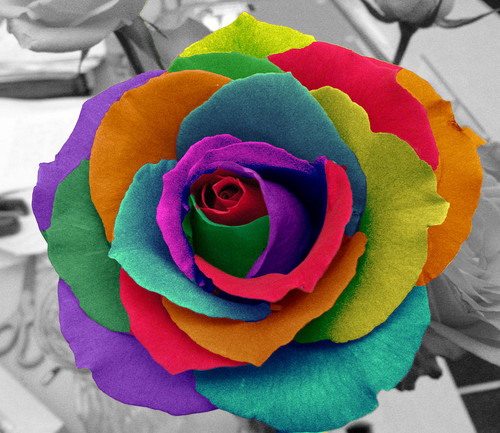  pelangi, rainbow rose