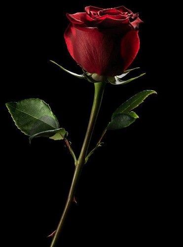  red rosebud