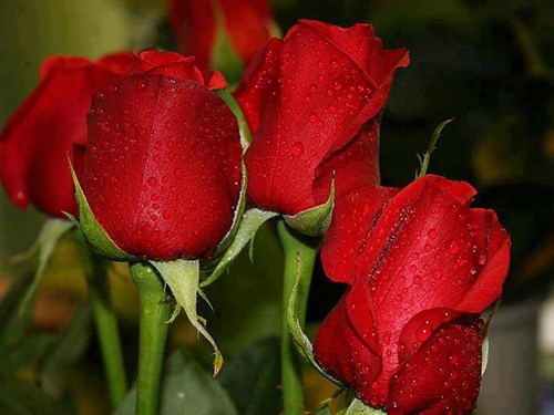  red rosas are the best !