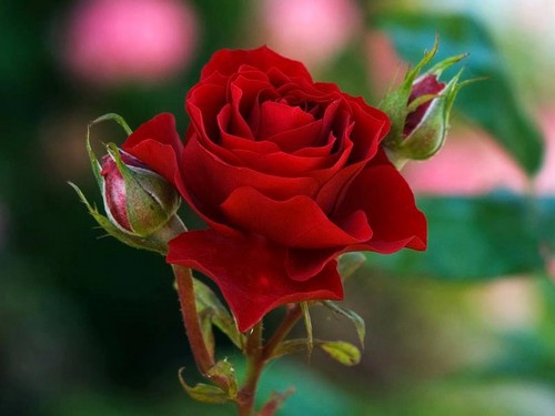  red roses are the best !