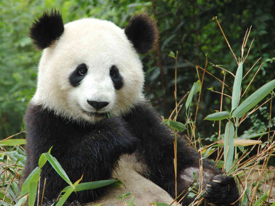 Cute Panda Bears - Animals Photo (34915009) - Fanpop