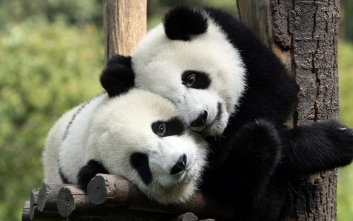 Cute Panda Bears