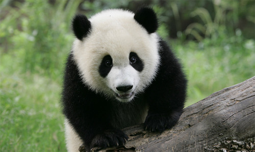  Cute Panda Bears