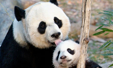  Cute Panda Bears