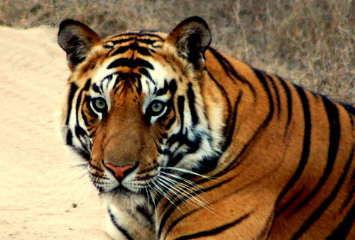  Handsome Tiger