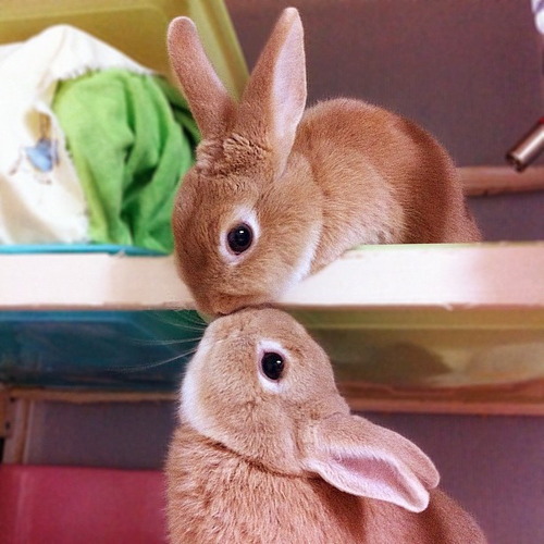  bunnies
