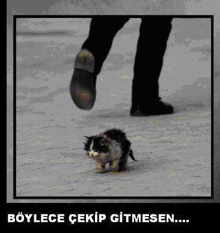  homeless animaux in turkey