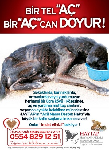  homeless animales in turkey