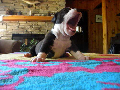 roaring Bulldog puppy