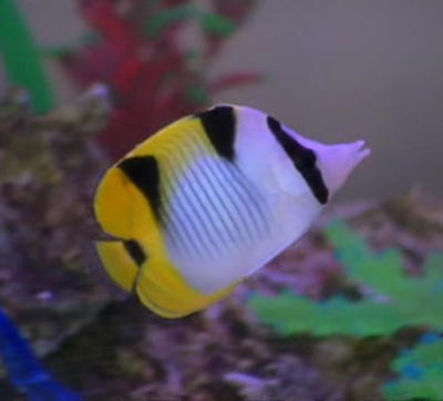  Cleo's pet fish- Hotstuff