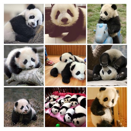  Collage of pandas