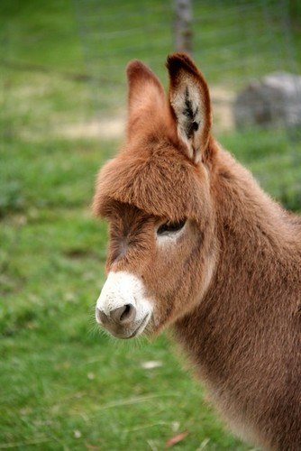 Jaffa my donkey