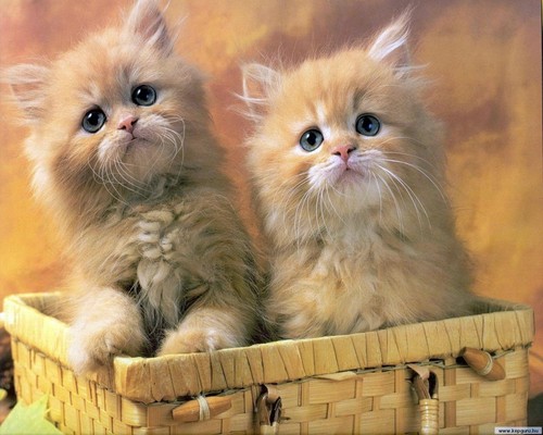  Kitties!!