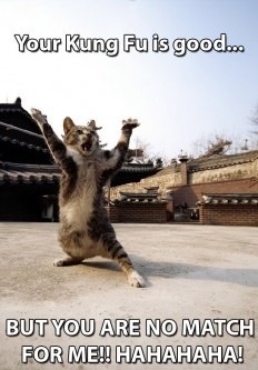  Kung fu kitty