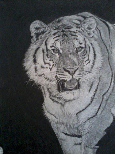  Tiger Drawing