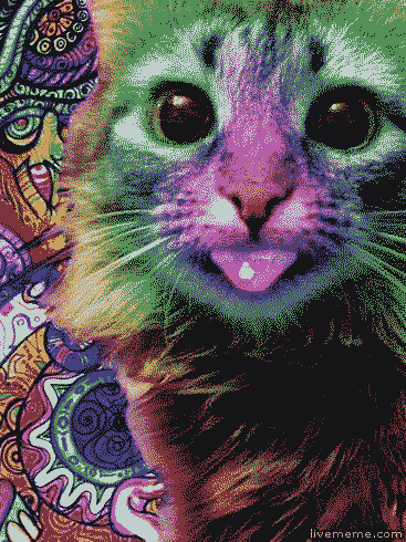  regenbogen cat