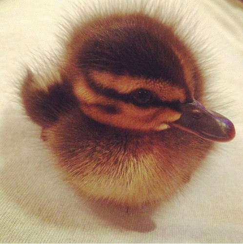  Baby Ducks