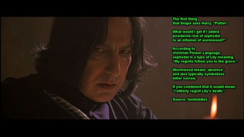  Severus Reflects on Lily