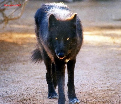  Stop serigala, wolf Slaughter