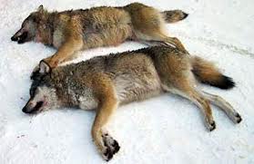  Stop بھیڑیا Slaughter