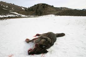  Stop serigala, wolf Slaughter