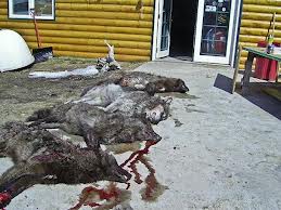  Stop lobo Slaughter