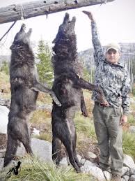  Stop wolf Slaughter