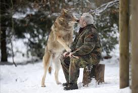 Stop Wolf Slaughter 