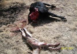  Stop lobo Slaughter