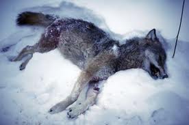  Stop волк Slaughter