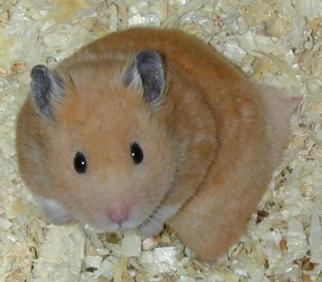  Super CUTE Cream Syrian hamster