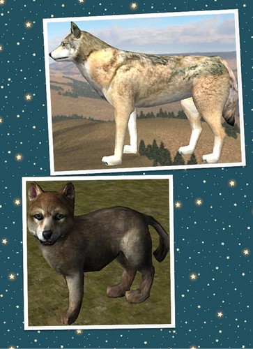  WQ wolf breeding image