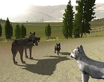 Wolves and Pups