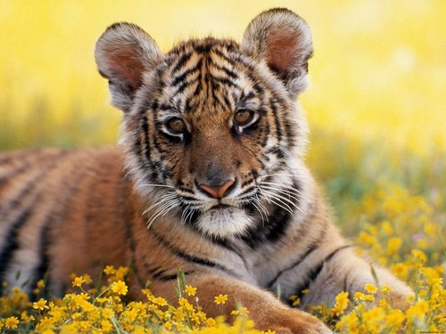  tiger ( cub )