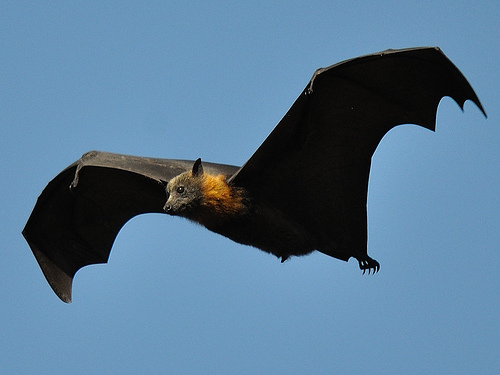  Bat