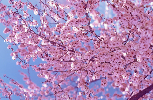  Beautiful ceri, cherry Blossom ♡