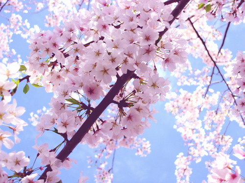  Beautiful 樱桃 Blossom ♡