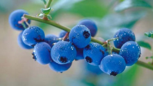  việt quất, blueberry ♡