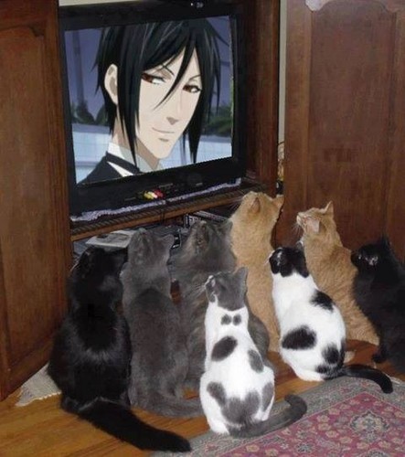  Kucing like Anime >w<