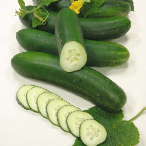  Cucumber ♡